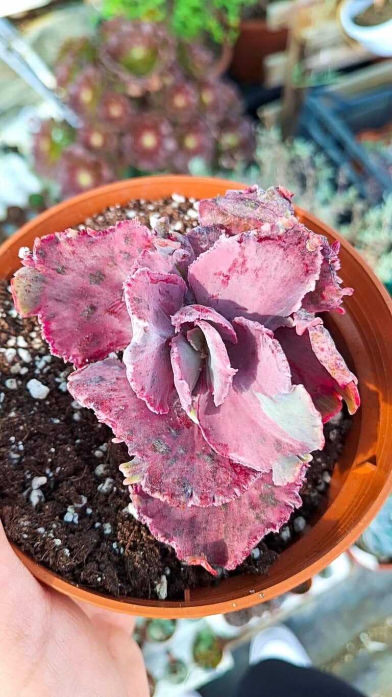 Echeveria tagasakono okina Variegata korean