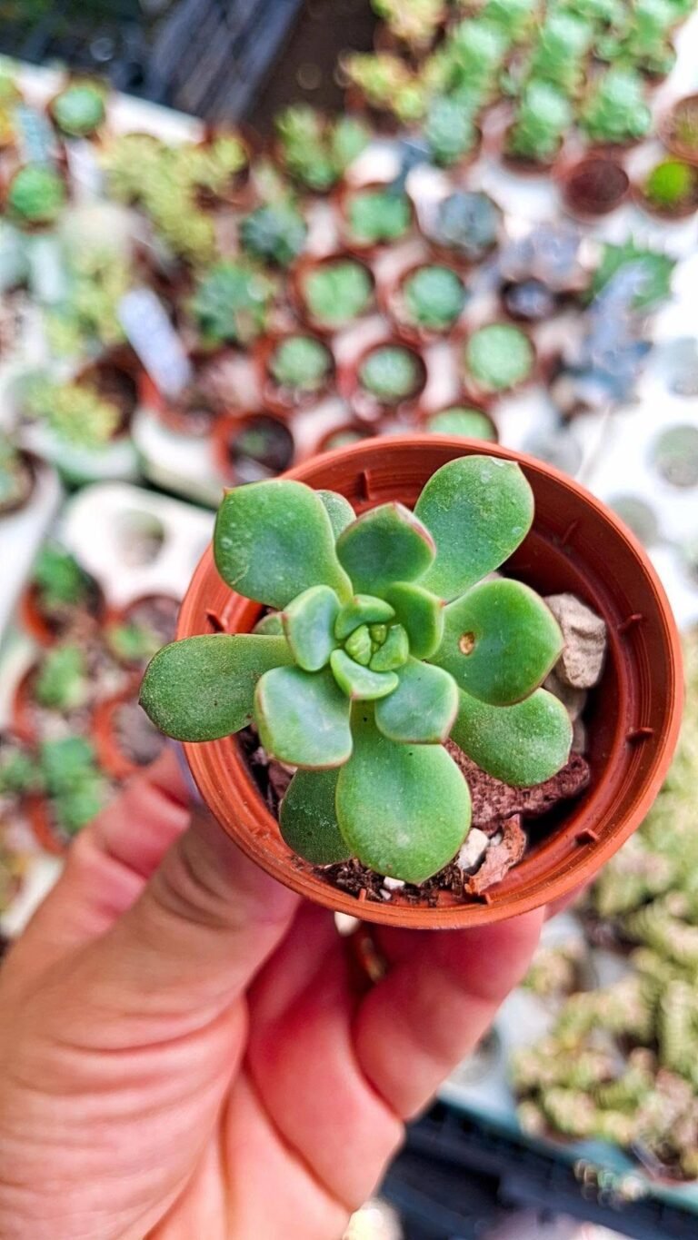 Echeveria tango