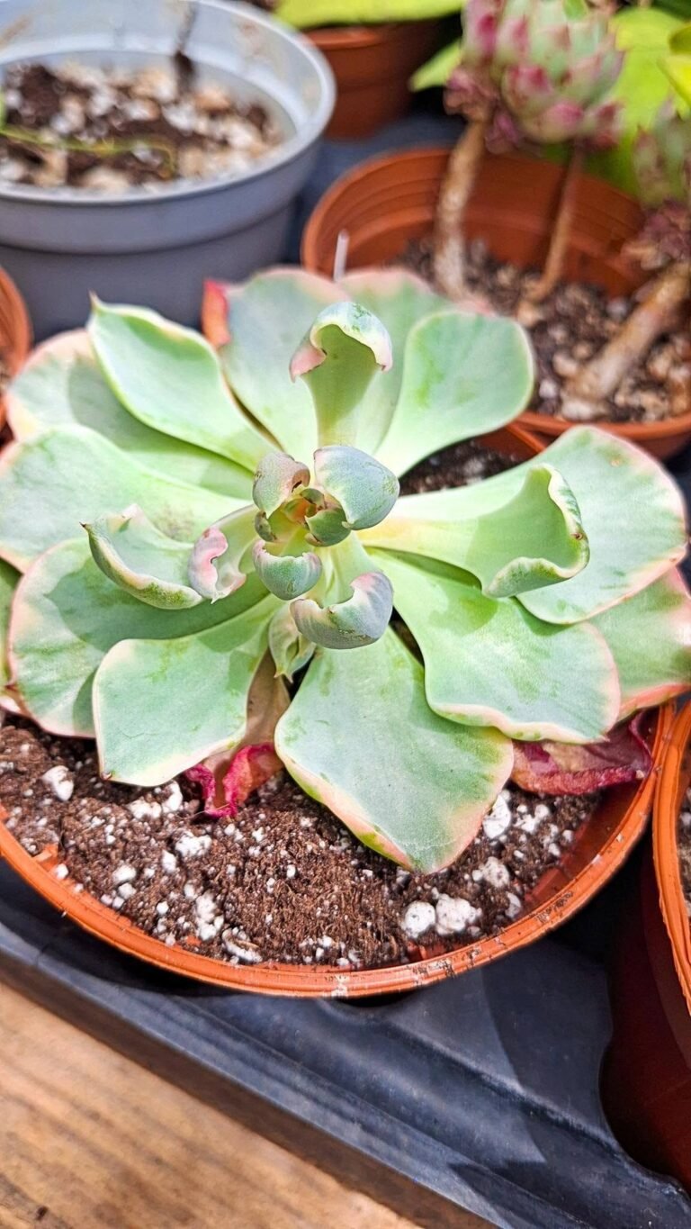Echeveria Tearless variegata