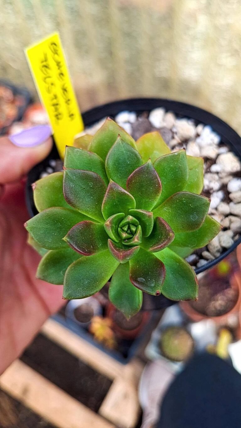 Echeveria telstar