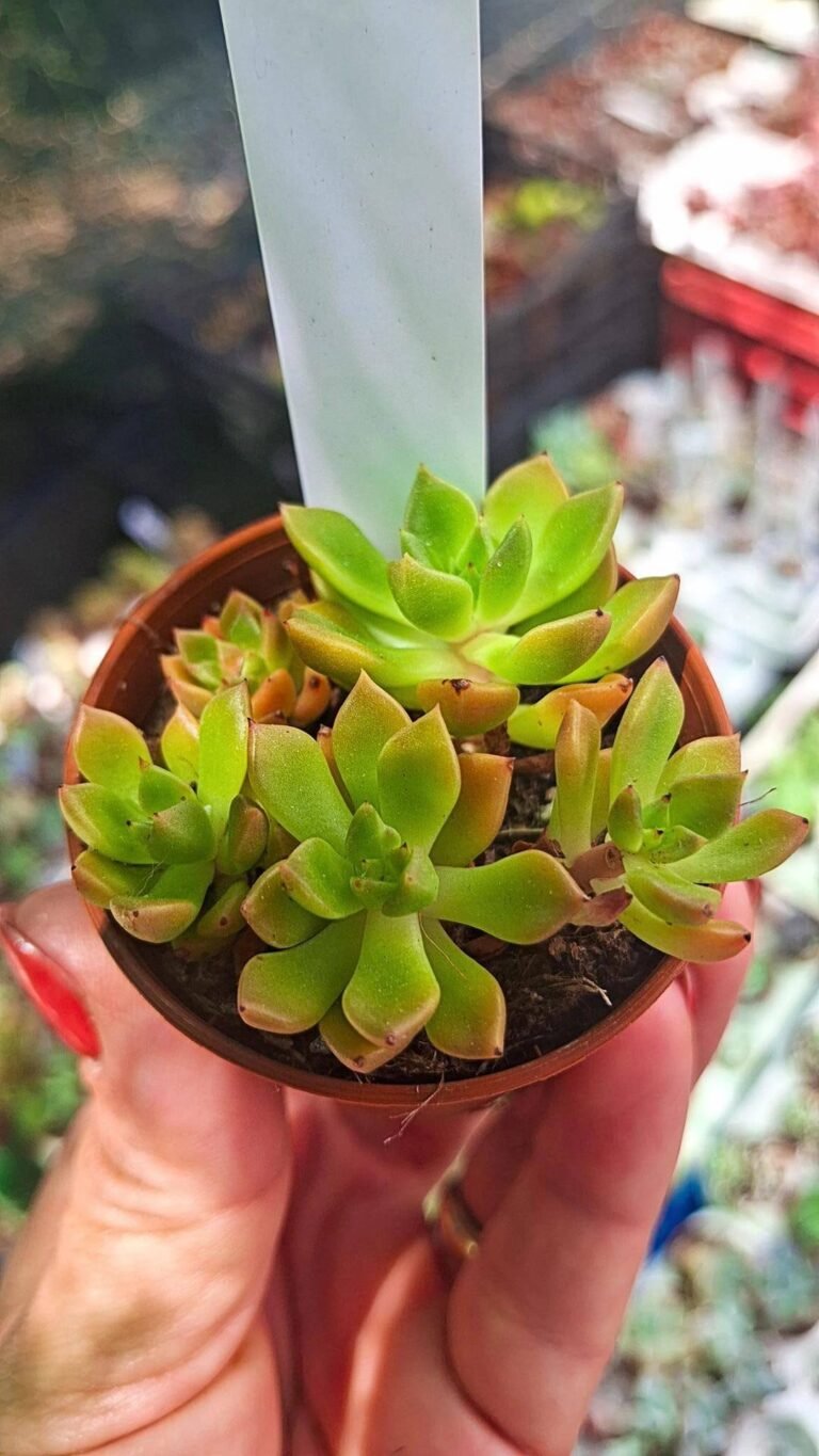 Echeveria telstar cluster