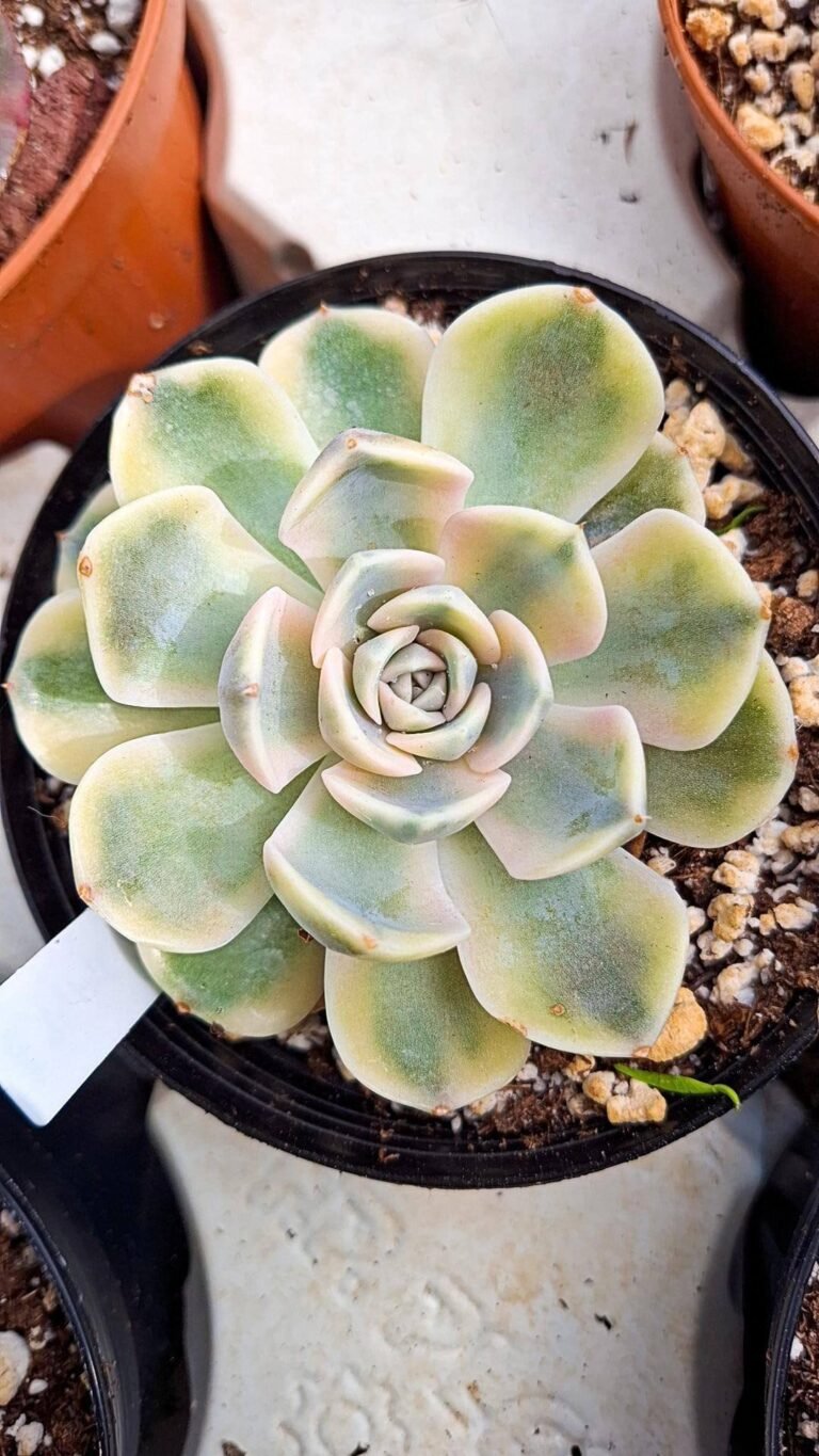 Siracactus-succulente-Echeveria-tiny-burger-Variegata-korean.jpg