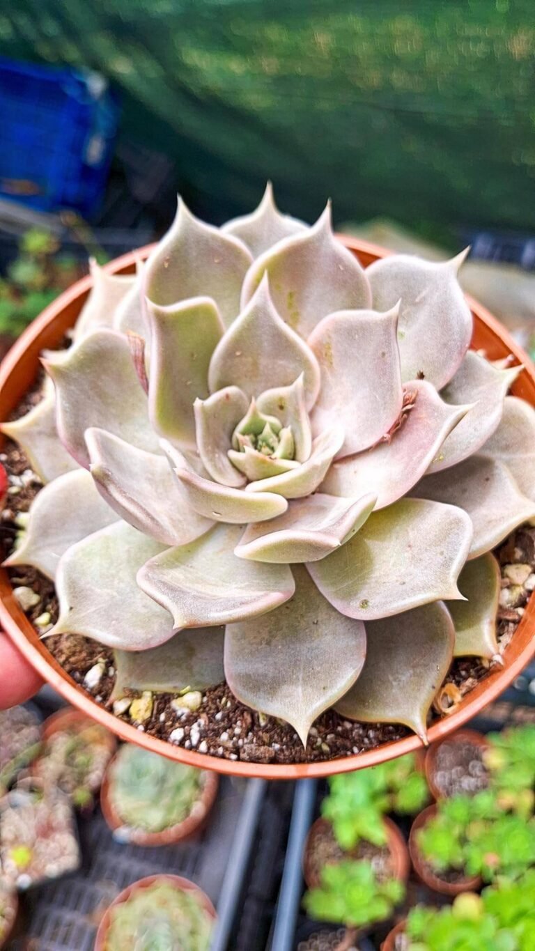 Echeveria tobarensis x lilacina