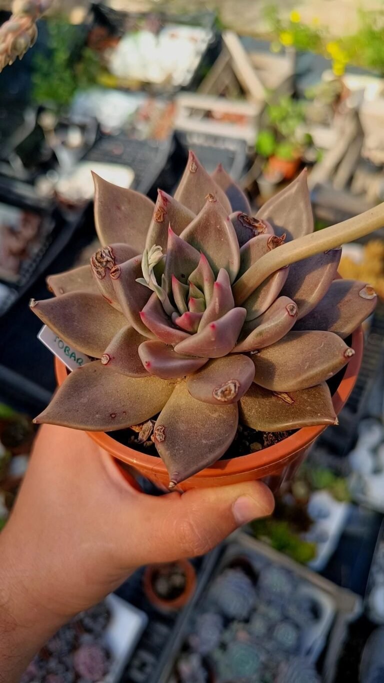 Siracactus-succulente-Echeveria-tobarensis-x-rubin.jpg