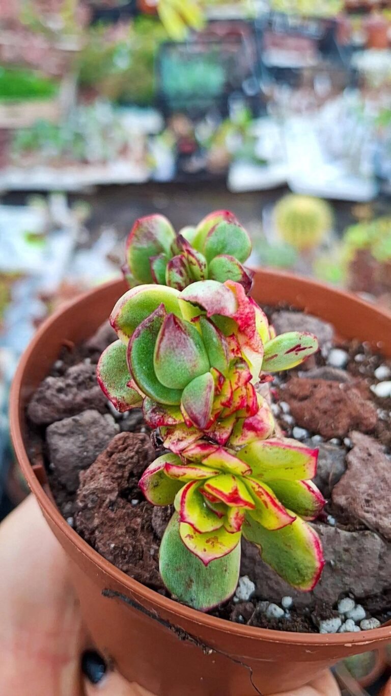 Siracactus-succulente-Echeveria-tsukinishiki-variegata-korean.jpg