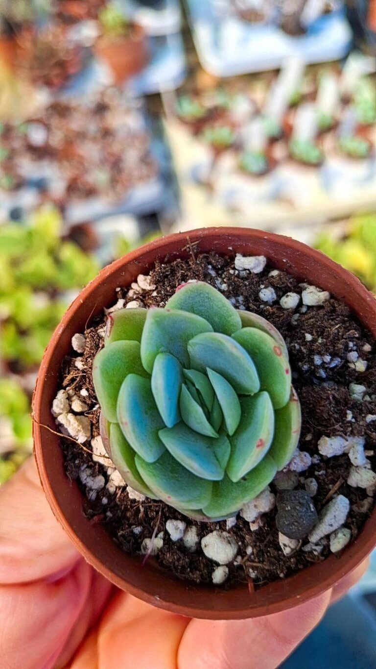Echeveria twinberry
