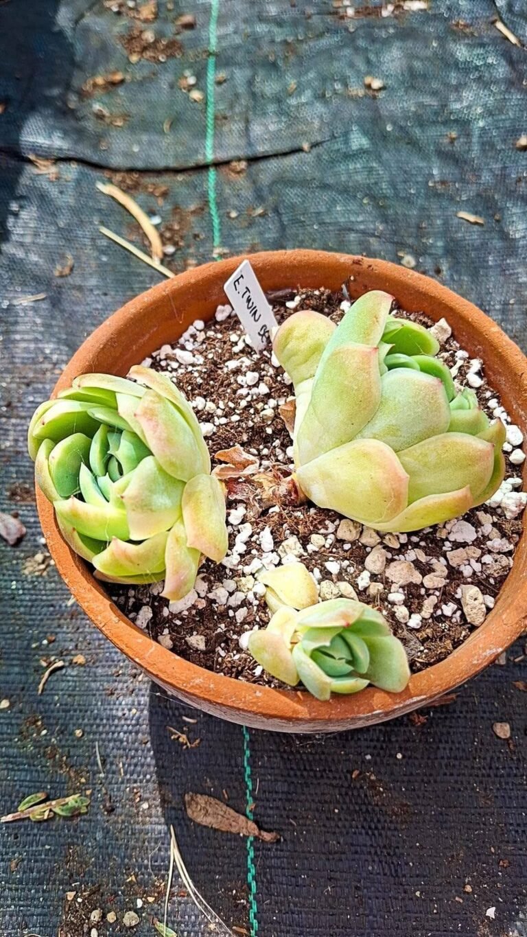 Echeveria twinberry cluster