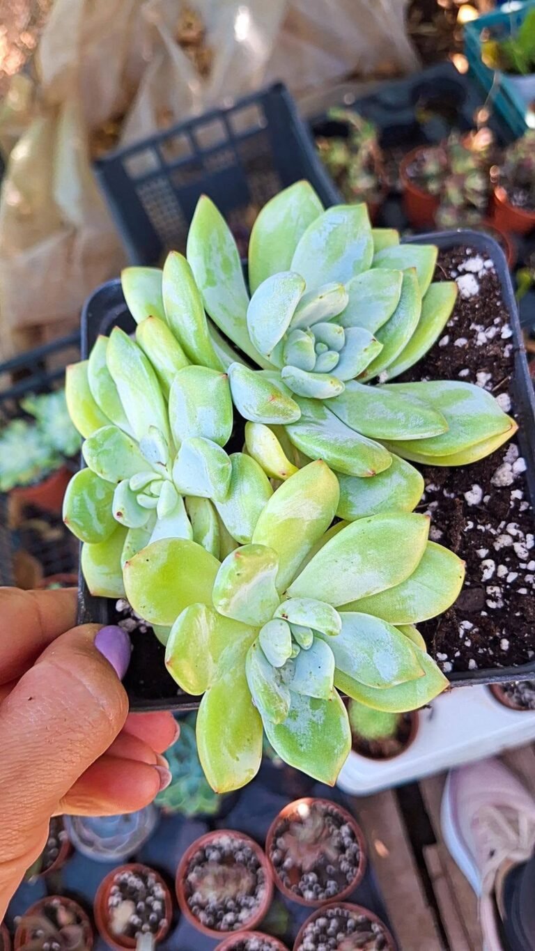 Echeveria wangshu korean cluster
