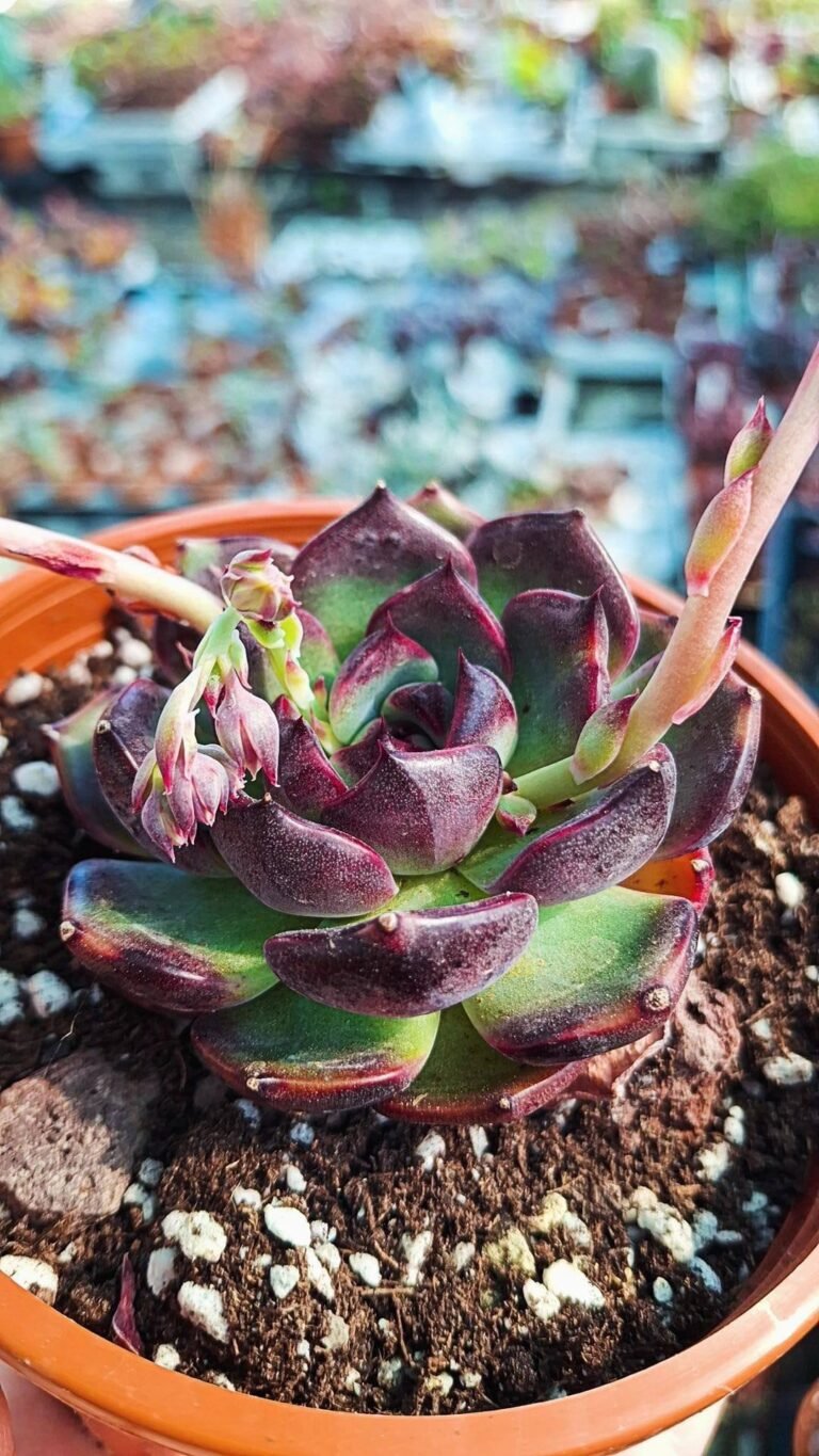 Siracactus-succulente-Echeveria-wild-berry-korean.jpg