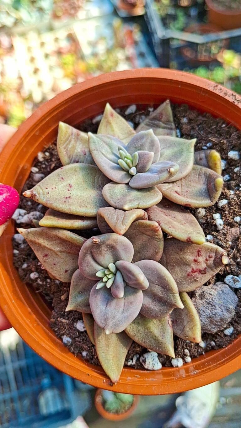 Siracactus-succulente-Echeveria-xichuensis-korean.jpg