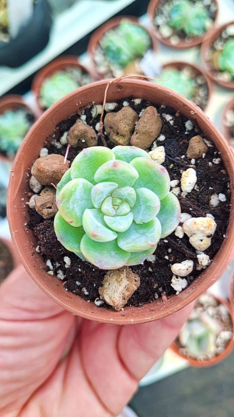 Echeveria xueyan korean
