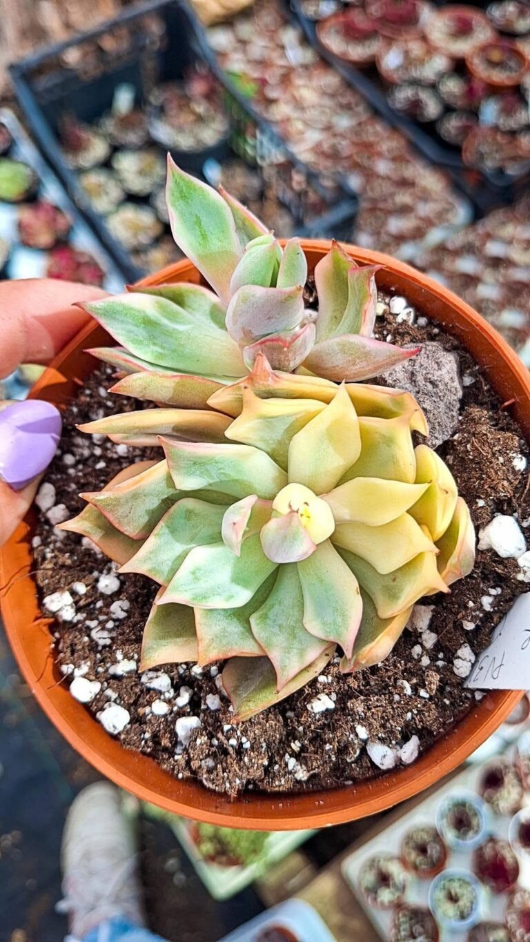Echeveria yeon-deung Variegata cluster