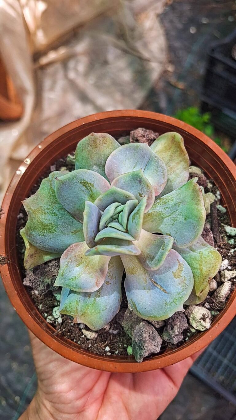 Echeveria yun yao warts korean