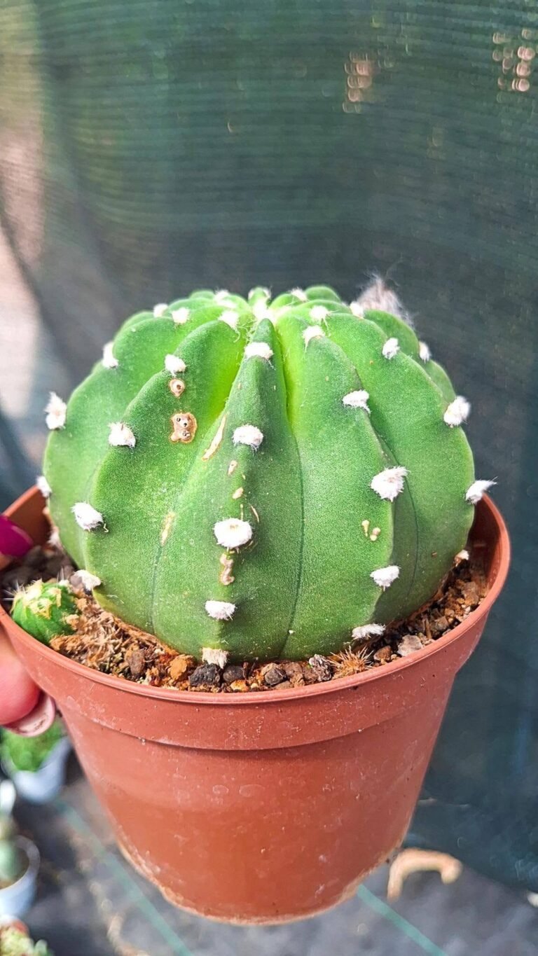 Echinopsis Subdenudata
