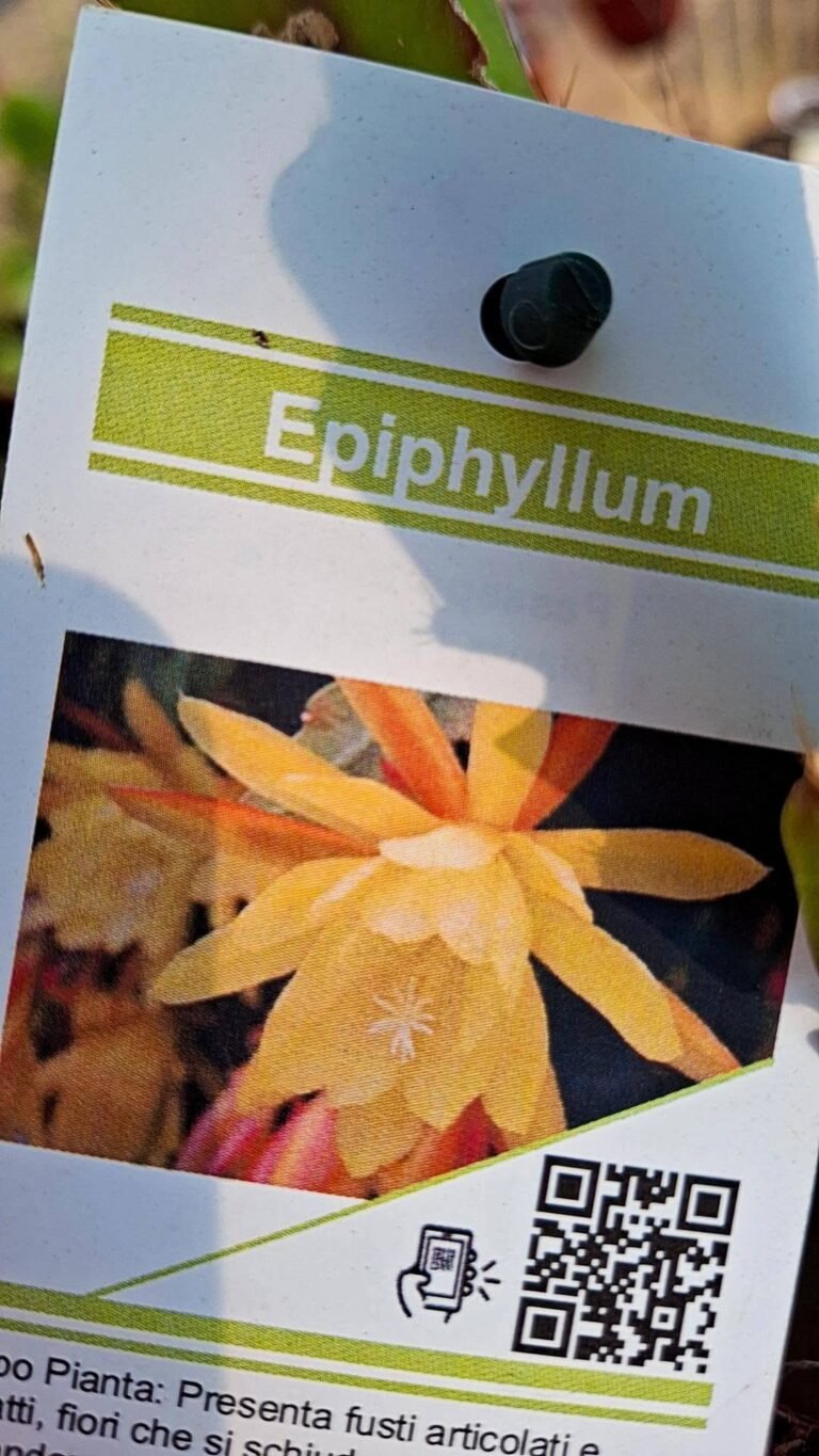 Epiphyllum Hybrid