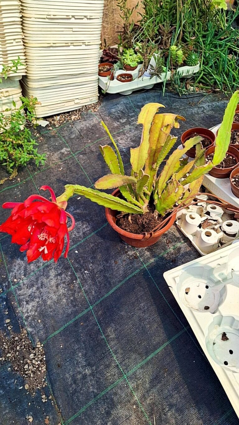 Epiphyllum hybrid