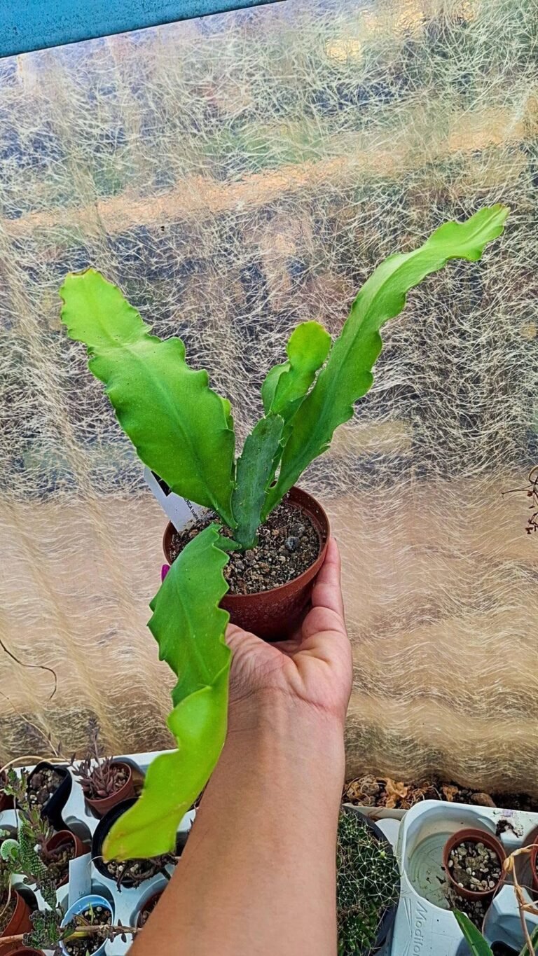 Epiphyllum hybrid Barbara cook