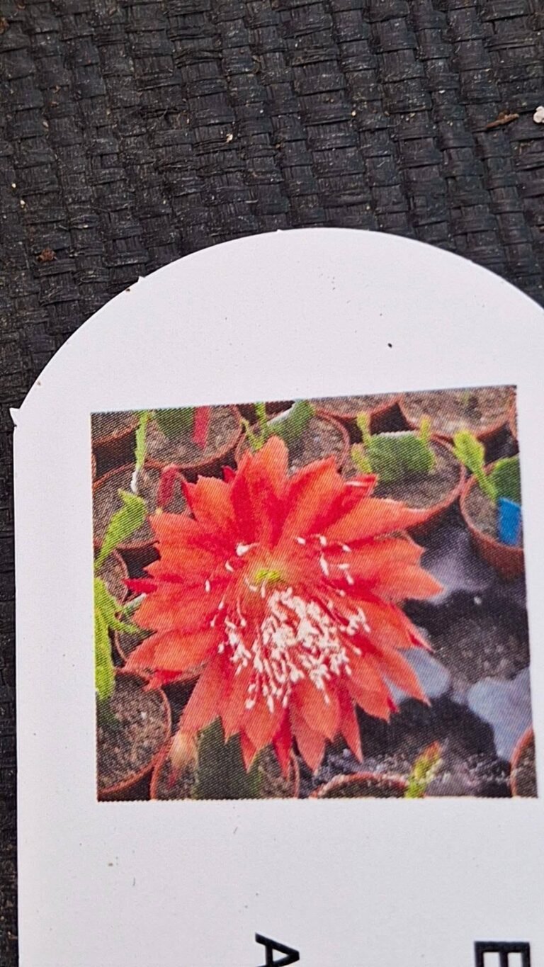 Epiphyllum hybrid geisha girl