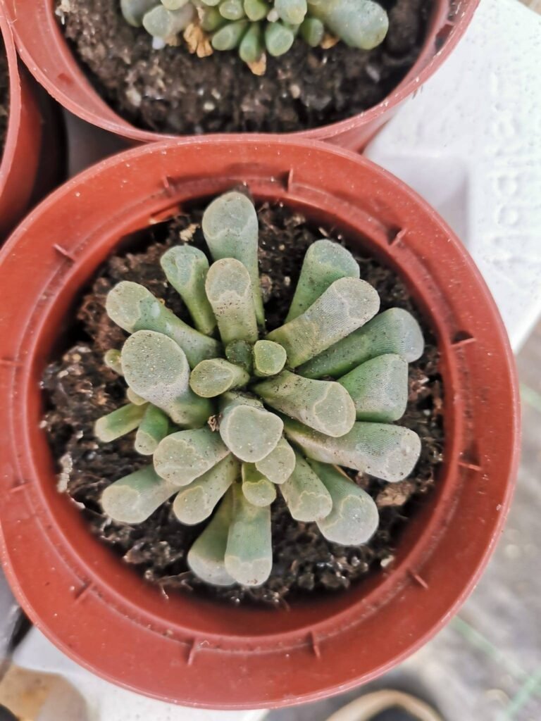 Frithia Pulchra