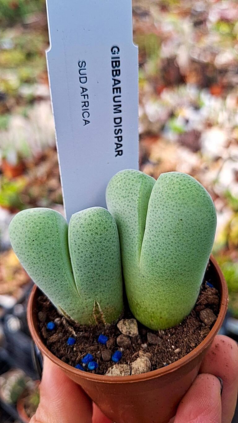 Gibbaeum dispar