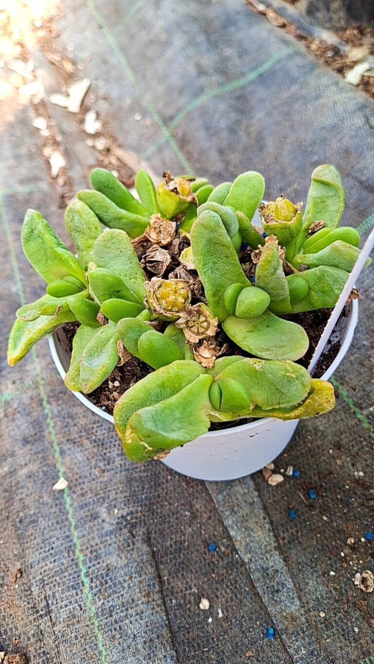 Siracactus-succulente-Glottiphyllum-oligocarpum.jpg