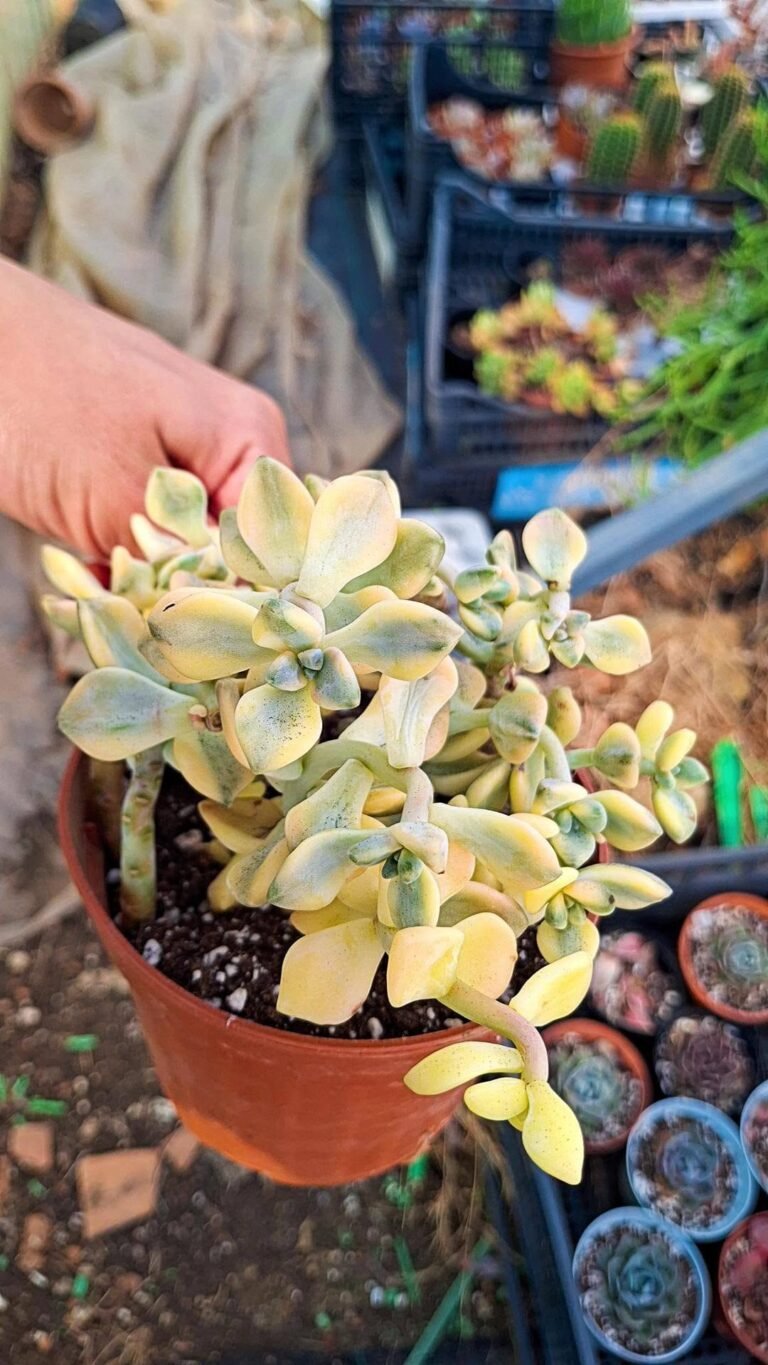Graptopetalum Victor Kane Variegata korean