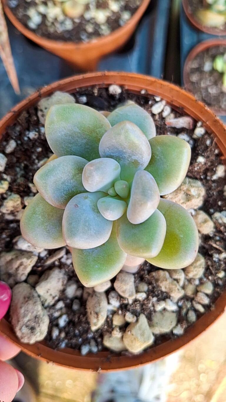 Siracactus-succulente-Graptopetalum-amethystinum-x-lilacina-x-oviferum.jpg