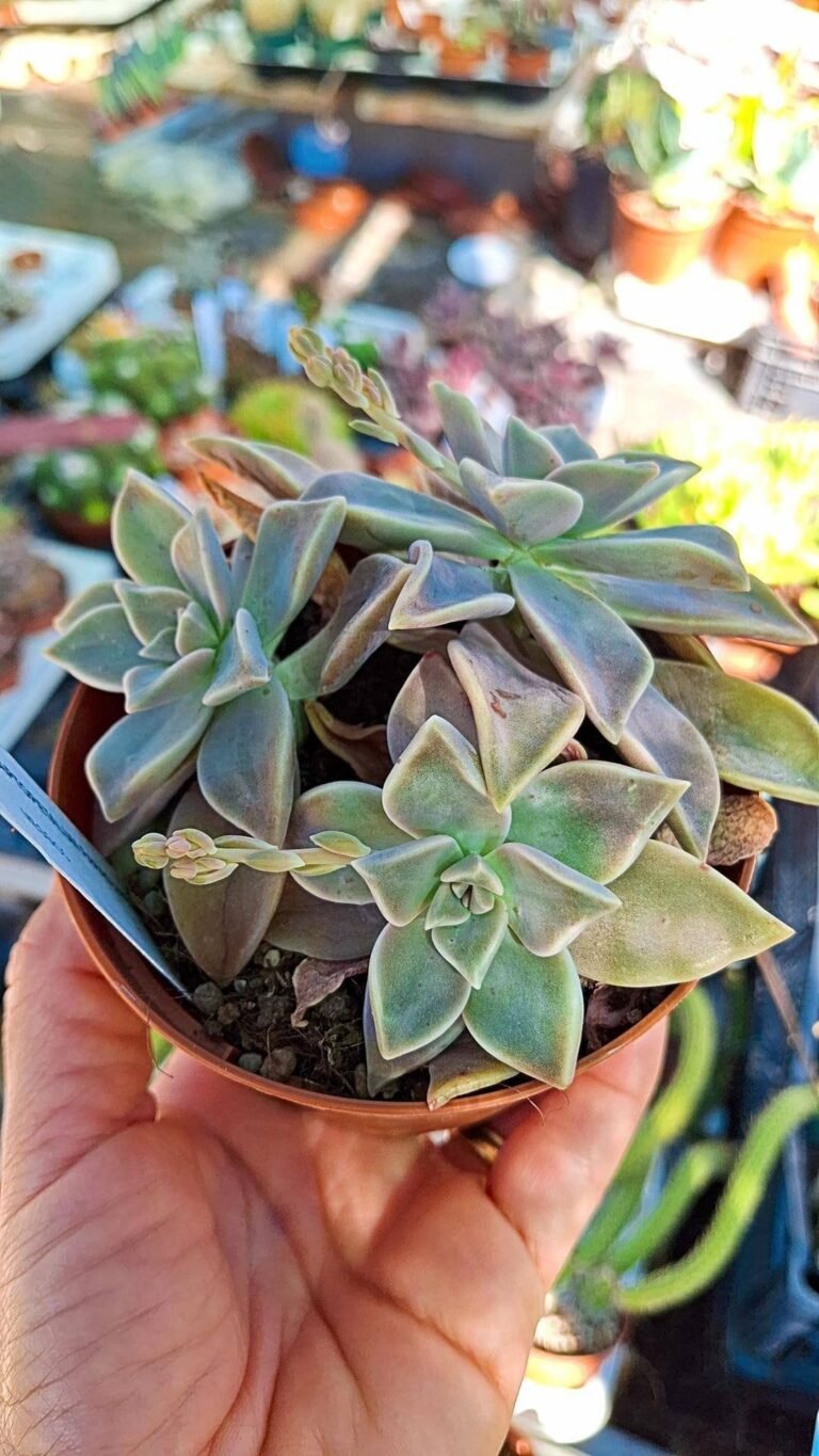 Graptopetalum Paraguayense