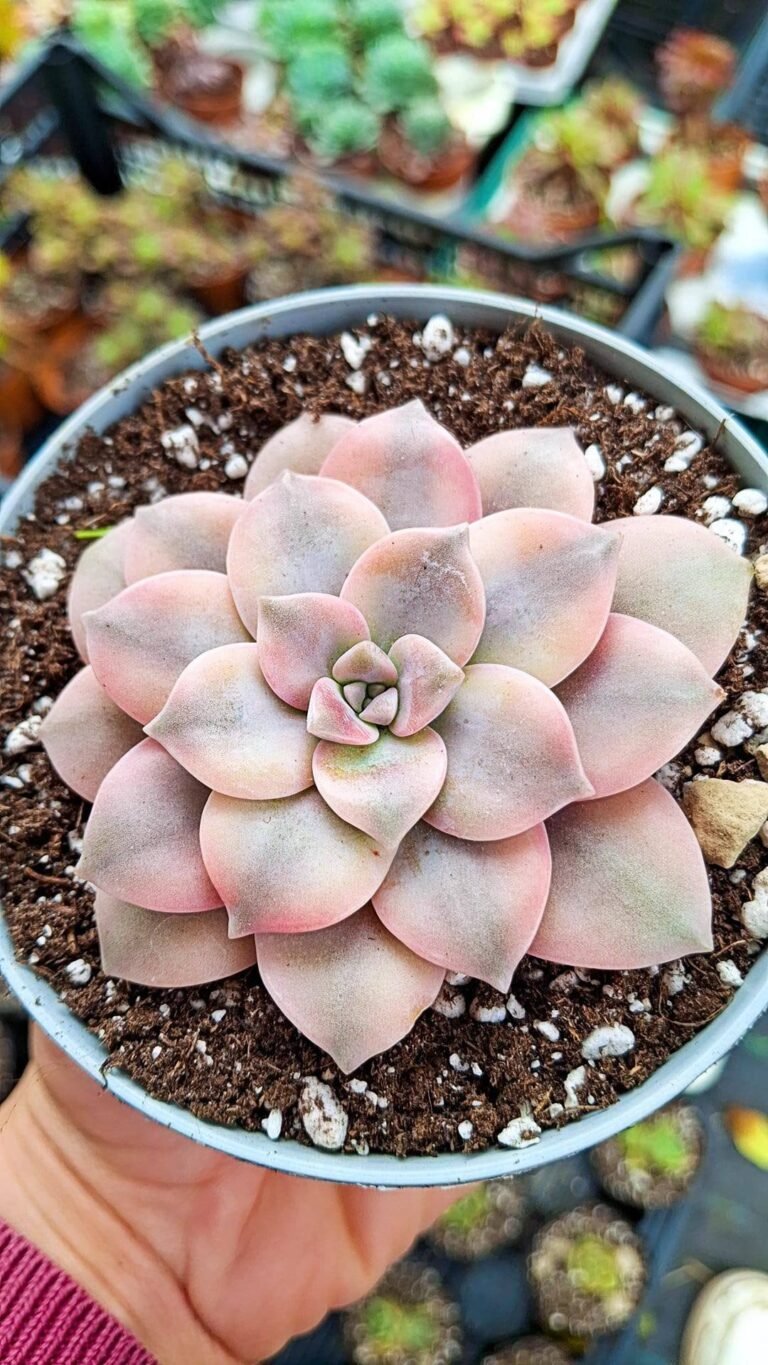 Graptopetalum superbum aura variegata