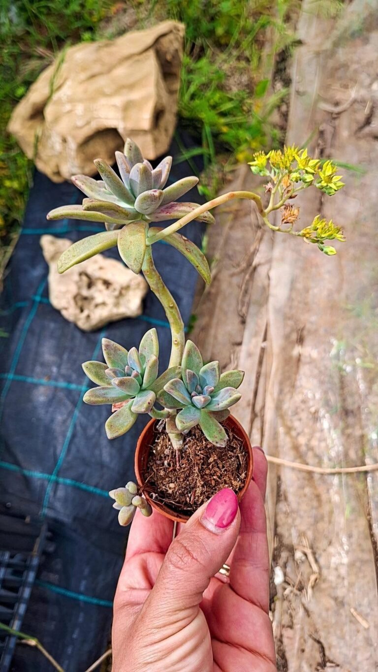 Graptosedum darley sunshine