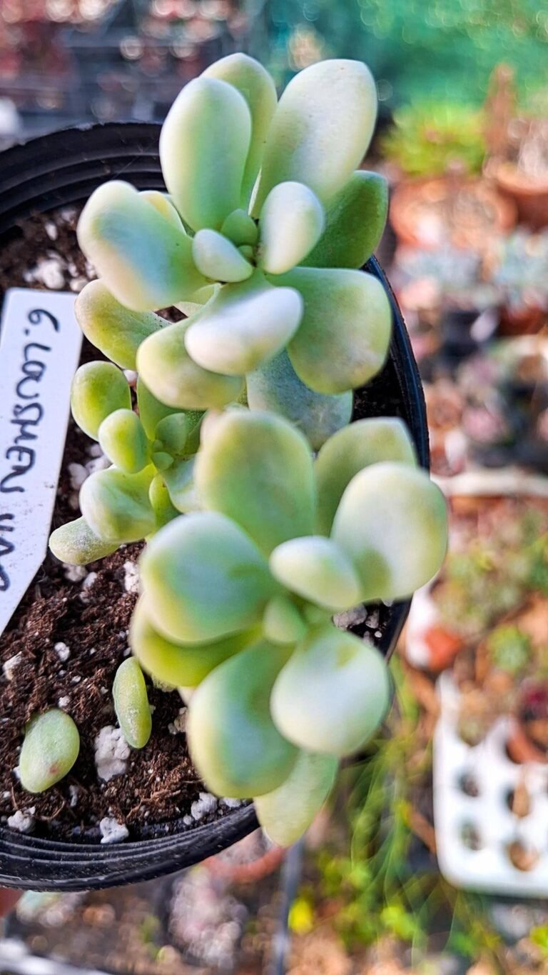 Graptosedum luoshen Variegata korean