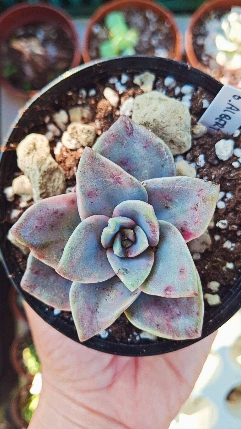 Graptoveria Albert Baynes Variegata Korean