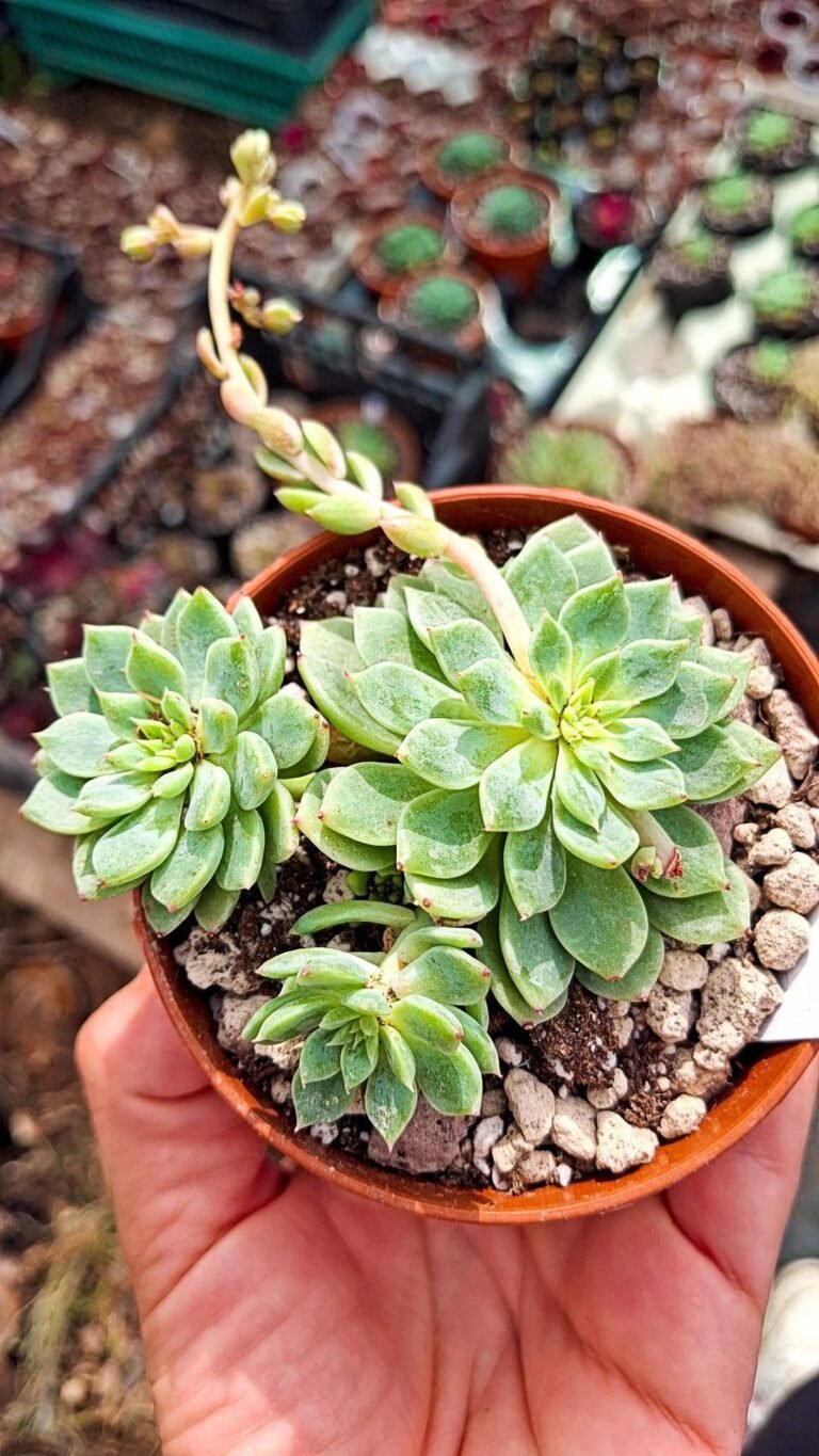 Graptoveria Alvis