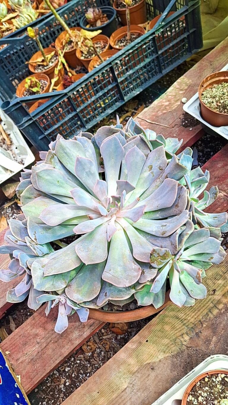 Graptoveria Debbie