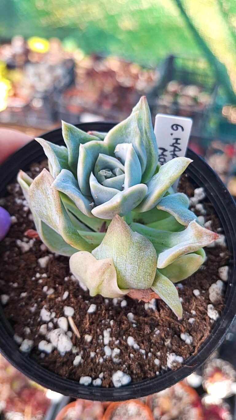 Graptoveria harry watson monster