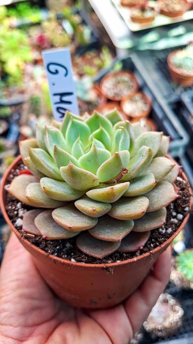Graptoveria marpin