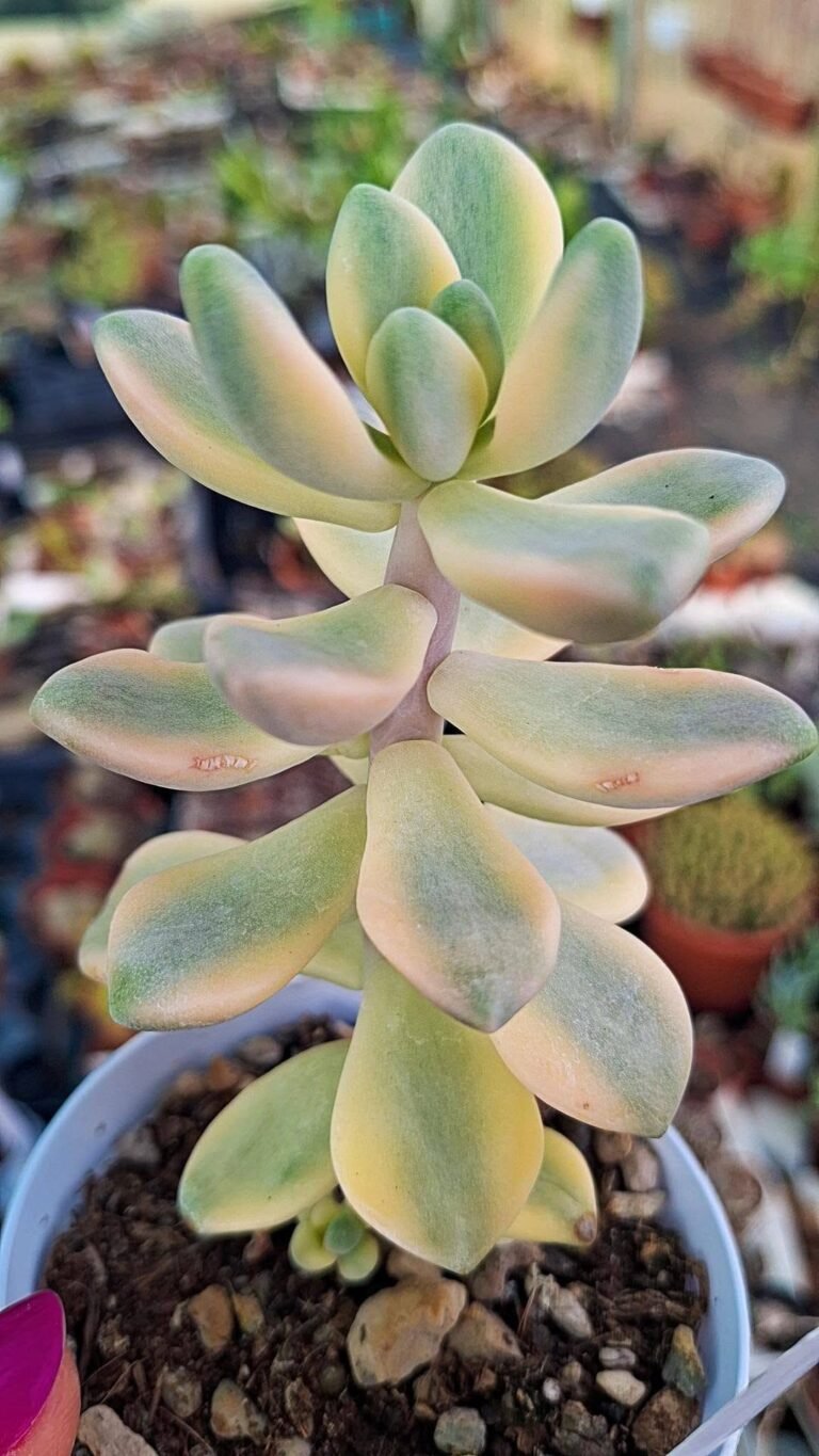 Graptoveria Titubans Variegata