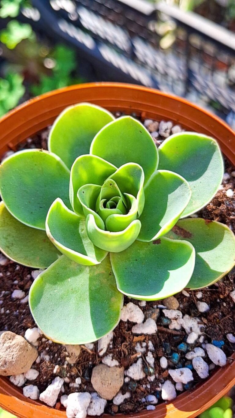 Greenovia Aurea