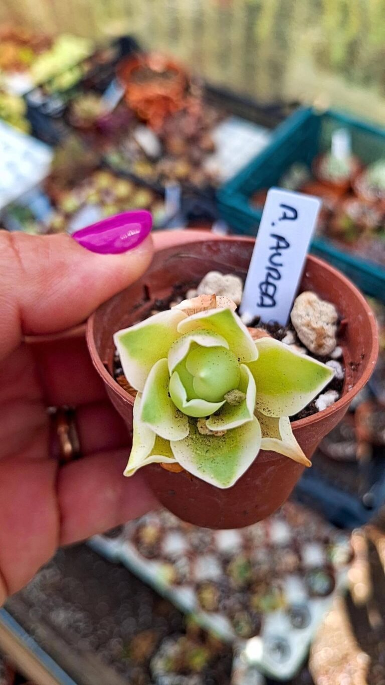 Greenovia aurea variegata