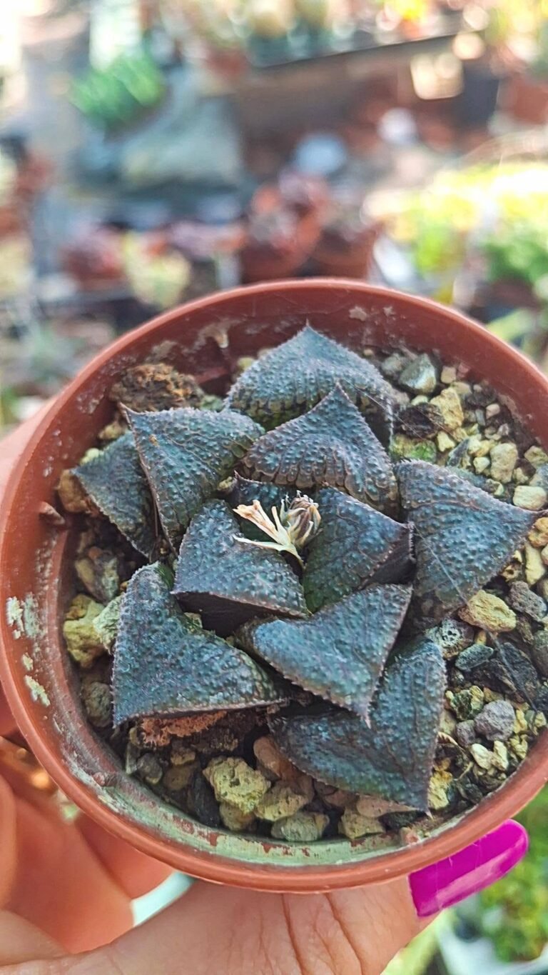Haworthia Mordor