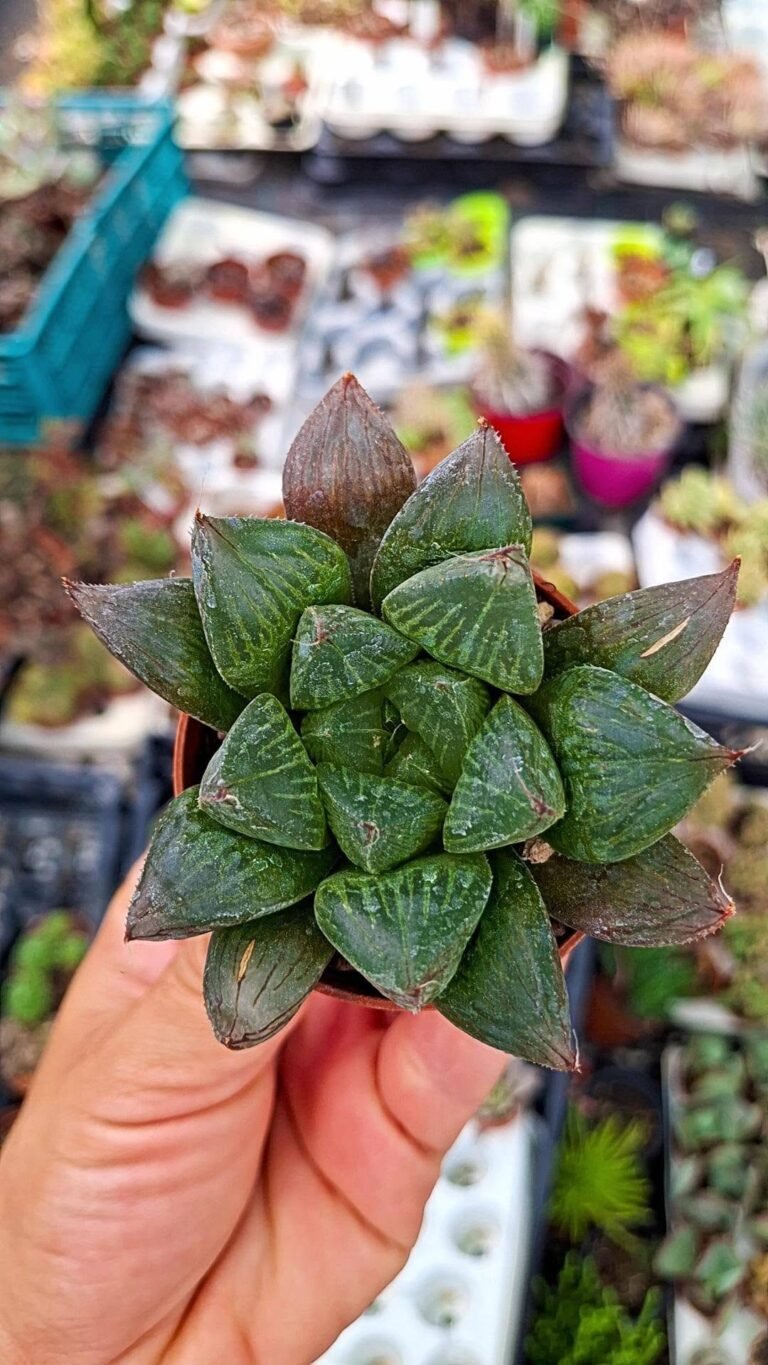Haworthia SP