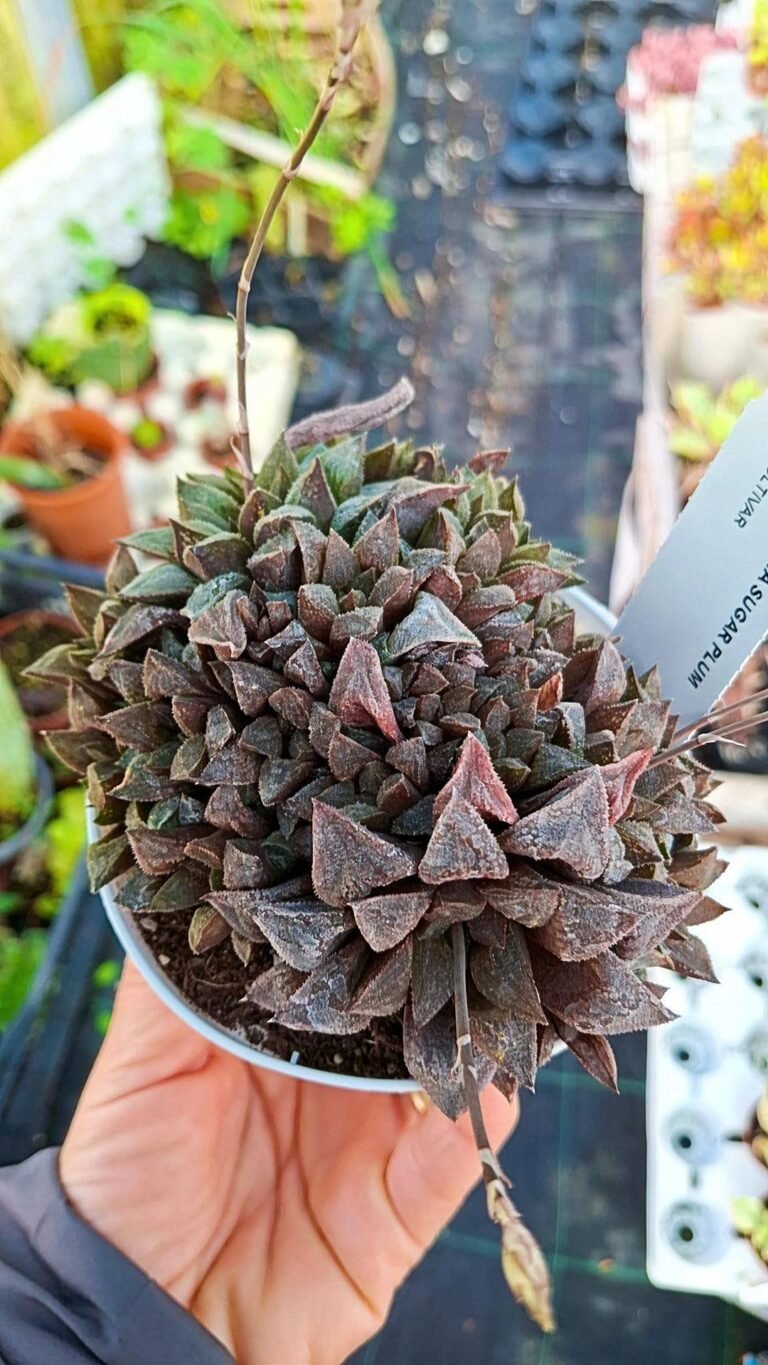 Haworthia Sugar Plum