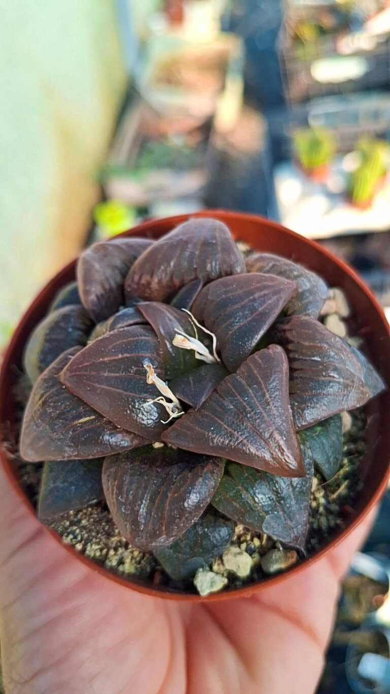 Haworthia Atrofusca