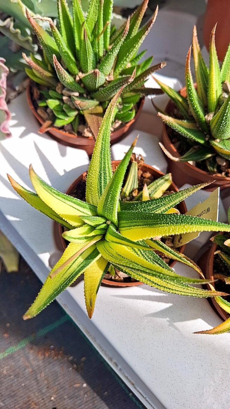 Haworthia Attenuata Variegata