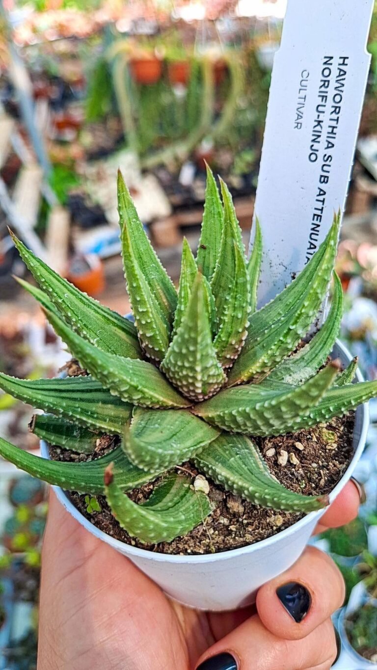 Haworthia attenuata Variegata CV norifu-kinjo