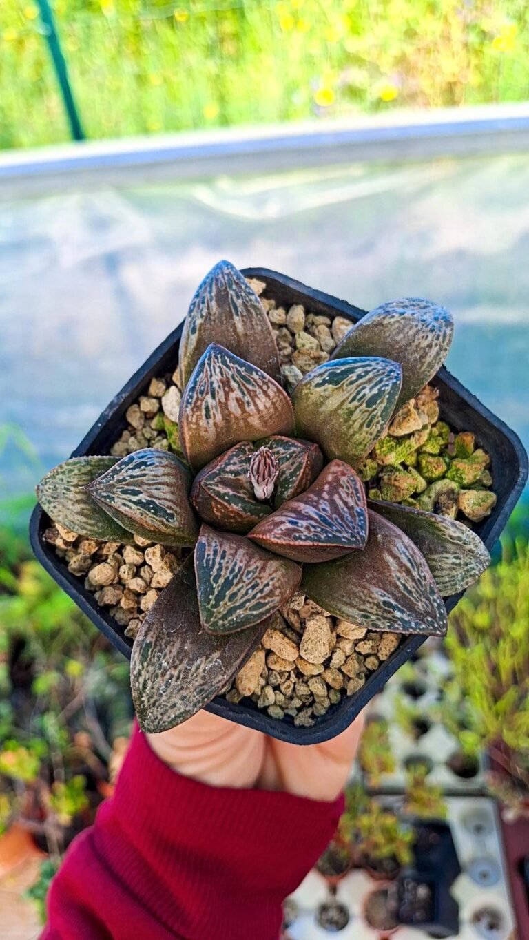 Haworthia Comptoniana cv Springtunder