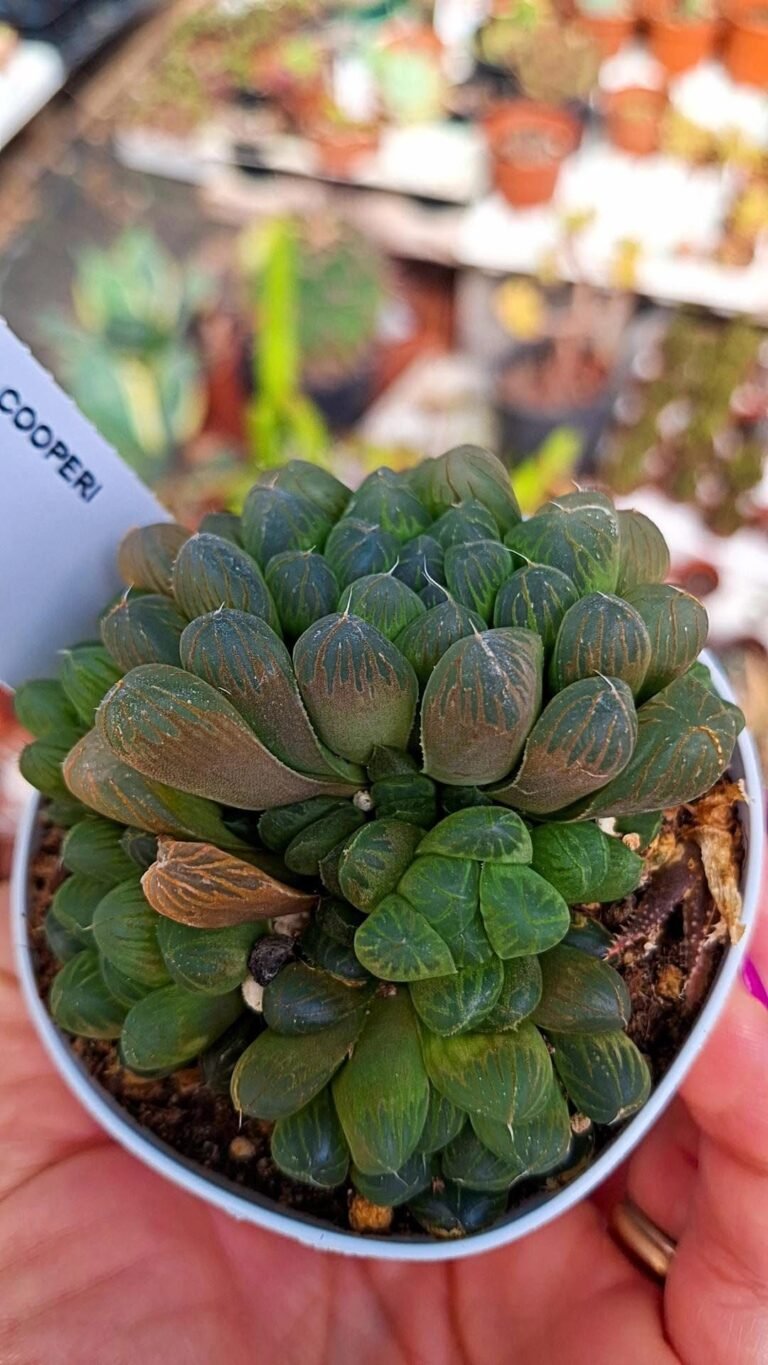 Haworthia Cooperi