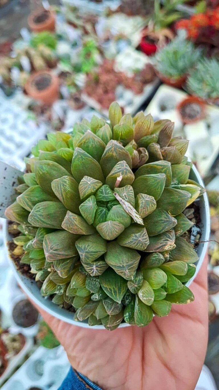 Siracactus-succulente-Haworthia-cooperi.jpg