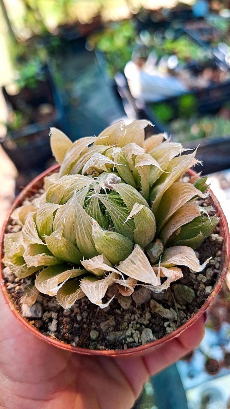 Haworthia cooperi pilifera Variegata