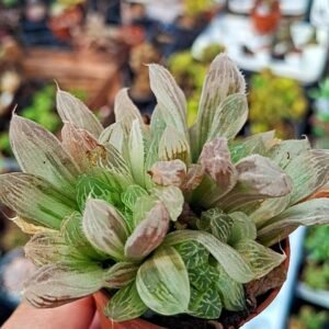 Haworthia Cooperi pilifera Variegata v. "hot spot"